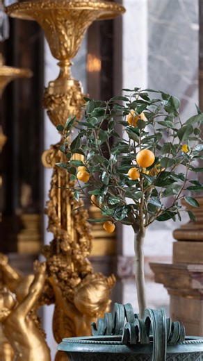 86K views · 27K reactions |  Installation des orangers dans la...