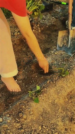 The Perfect Foundation: Professional Planting & Soil Prep 🚜🌱✨