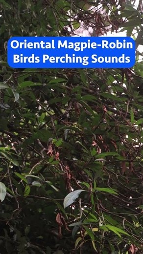 Perching Sounds of Oriental Magpie-Robin Birds