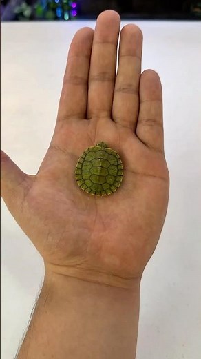 How to Setup a Turtle Tank