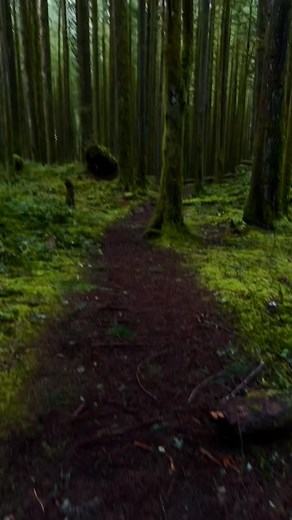 Exploring the Enchanted Forests of British Columbia