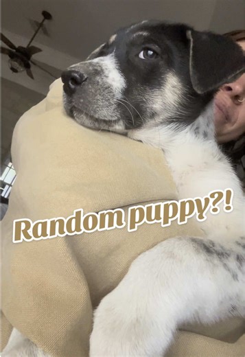 Animals find me in the weirdest ways! 🐶 #fyp #cowgirl #barndog #blueheelermix #farmlife #cattledog #foryoupage