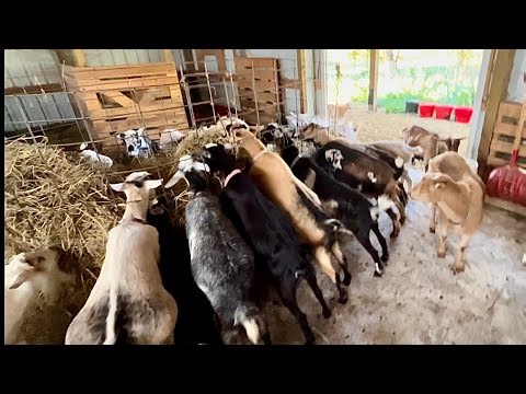 Goat Hormones Gone Wild 🐐 | BGL’s Escape & the B2B Struggle for Our Soap Business