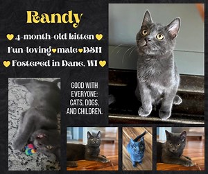 3.2K views · 106 reactions |  ADOPTED  Randy RANDY is a...