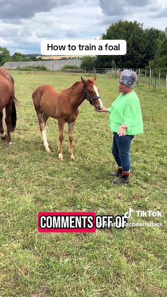 How to Train a Foal: Tips for Better Behavior