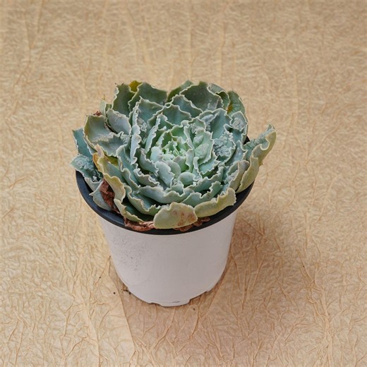 Echeveria Shaviana Pink Frills - Lucky Plants, Live Succulents, Indoor/outdoor Decor, Gift for Plant Lovers, Low Maintenance Plants - Etsy