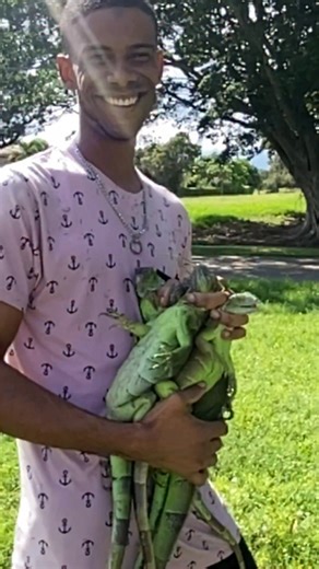 Champion BrooksWebster on Instagram: "So Many Iguanas In On Tree In Florida Watch #championtheiguanaking #florida #wildlife #outdoors #nature #animalphotography #iguanahunting #invasivespecies #hunting #iguana #explore #express #IguanaHunting #IguanaHunt#IguanaHunter #Iguanas #FloridaWildlife #PestControl #OutdoorLife #Reels #ExplorePage"