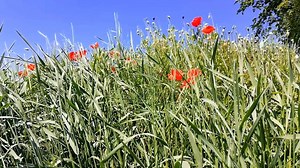 Poppies, Flowers, Nature Plants. Free Stock Video