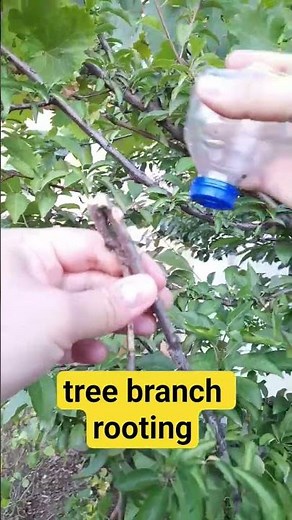 tree branch rooting experiment #airlayering #rooting #grafting
