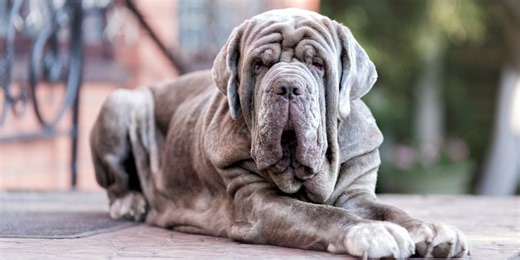 13 Italian Dog Breeds That Are Molto Bello