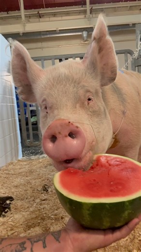 27K views · 3K reactions | Joy update    We're counting down the days until she's home! Every day, Joy is getting stronger and closer to coming home. The sutures are out, and a full exam on Friday will seal the deal. Huge thanks to our amazing community for the love and support. You're making this possible! | Arthur's Acres Animal Sanctuary | Facebook