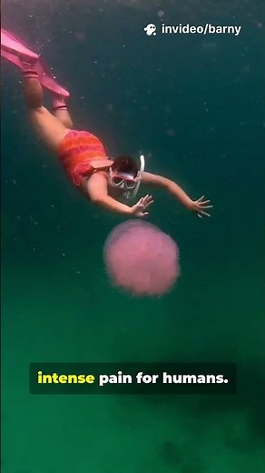 iThis ‘Flower’ Jellyfish Can Really Sting! #seacreatures #funfacts #oceanlife