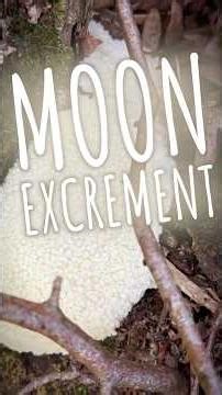 Moon Poo (Luna de Caca) #slimemold #outdoors #foraging #getoutside #wildfood #nature #walks #wild