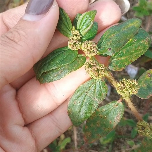 Never uproot this plant if it appears in your house!!! Never think it's a bush!!! | Recipes And tips of the day