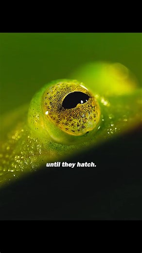544K views · 11K reactions | Invisible glass frog #animals #glassfrog #frogs | Animal Documentary | Facebook