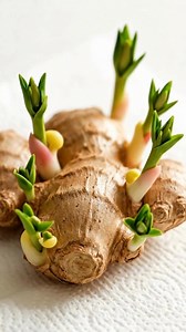 29K views · 207 reactions | 﫚How to make ginger sprout quickly?﫚 #farm #agriculture #planting #farmlife #ginger #fblifestyle | Daily Tips & Tricks | Facebook