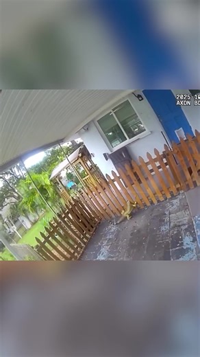 1.5M views · 26K reactions | IGUANA BREAKOUT: The Daytona Beach Police Department safely captured a green iguana found roaming around Daytona beach on Monday. https://www.wfla.com/news/florida/iguana-breakout-florida-police-in-pursuit-of-scaly-suspect/ | WFLA News Channel 8 | Facebook