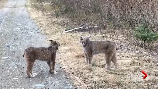 Lynx caught on video wailing at each other in Ontario