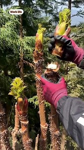 Harvesting Toon Tree Buds: Traditional Farming Work 🌿🌳#shorts