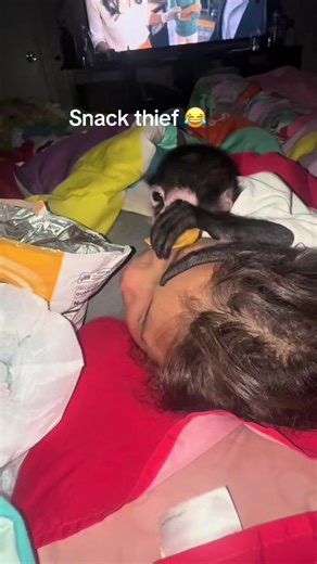 #fyp #foryoupage #shorts #monkey #fypシ | monkey