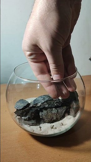 Creating a Stunning Paludarium in an Aquarium Sphere