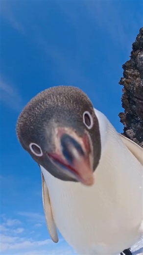 Roam The Ocean | Curious Adélie penguin inspecting the camera 🐧 Tag a friend who'd love this! Video by @myeonghoseo 📍Antarctica #Antarctica #penguin | Instagram