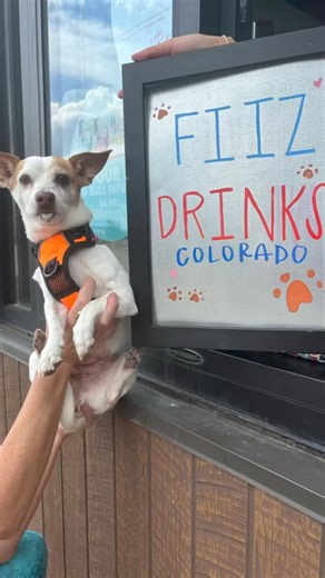 🐾 **Dog Day Out at Fiiz: Chill Vibes and Cold Treats!** 🐾On a sizzling hot day, there’s nothing like cooling off with an icy cold drink, and that goes for our four-legged friends too! Our adorable Chihuahua, Nyla, took on the drive-through at FiiZ Drinks and discovered just how delightful that can be.Join us in smiling along as our pups took a much-needed break from the shelter to enjoy a fun and refreshing day out. It's moments like these that bring extra joy to our furry friends as they wait