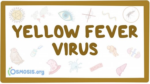 Yellow fever virus: Video, Causes, & Meaning | Osmosis