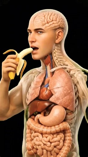 Inside The Human Body | Digestive system Animation #anatomy