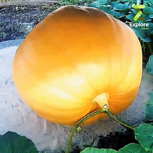 35K views · 382 reactions | La croissance d'une citrouille géante sur 18 jours | Explore Science | Facebook