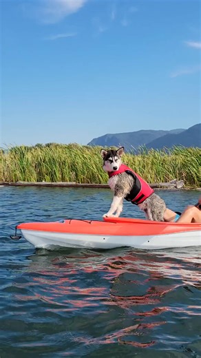 38 reactions |  Keep Your Dog Safe in the Water — With the Life...
