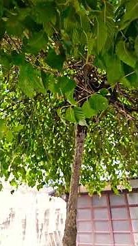 Live like a "Longsu Elm"! Umbrella-shaped Landscape Tree #Tree #Dongguk Temple #Gunsan Travel #Cu...