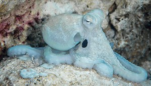 Scientists Just Discovered New Patterns Of Brain Activity In Freely-Moving Octopuses