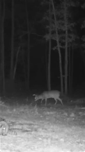 SOUTH ALABAMA BUCK. #deer #hunting #wildlife #deerhunting #bucks #nature #outdoors #bowhunting
