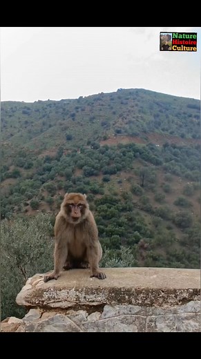 Le macaque Berbère ou Singe Magot (Macaca sylvanus) est la seule espèce qui subsiste dans les régions montagneuses d’Afrique du Nord, au Maroc et en Algérie, où ils vivent dans des forêts, des gorges et crêtes rocheuses. Les forêts sont celles de cèdres, de pins et de chênes dont il mange les fruits jusqu'à 2.200 mètres d'altitude. Le macaque Berbere est classé, depuis 2008, espèce en danger par l’UICN, en raison de la forte diminution des populations sauvages (de plus de la moitié en 30 ans !).