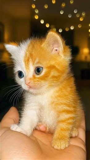 “Two-Color Magical Kitten 😍 | The Cutest Baby Cat on the Internet Today!”