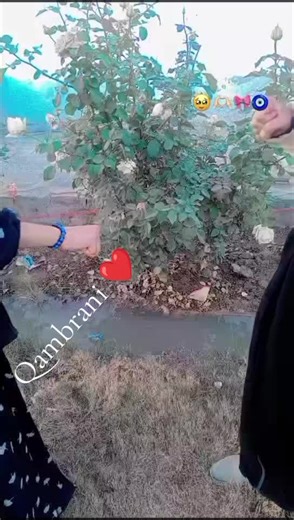 Brahvi Song: Experience the Heartfelt Qambrani