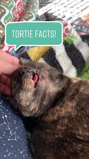 Cat Lady | Mauren on TikTok