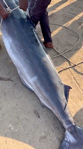 3.4K views · 4.6K reactions | Black కొమ్ము కోణం చేప వేలం పాట #fecbookreels #viralvideoシ #seafishingvideos #trendingreel #telugureels #seafishinglife #insta #Crab #fishing #instagram #vizag #subscribe欄❤️ | Port Ramu | Facebook