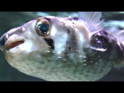 documental sobre el pez globo