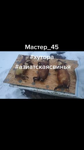 #хутор #смолюсвиней #хочуврек #ночьнахуторе #забойсвиней #мастер_45