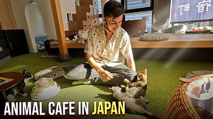 Inside Japan’s charming animal cafes: Playful pets and unique experiences