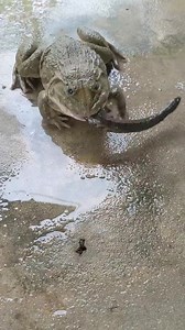 51K views · 390 reactions | The snake is still alive in the toad's mouth | Ocean's Depth | Facebook