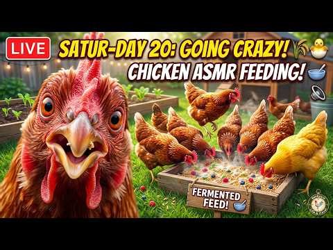 LIVE: Satur-DAY 20: Watch the Chickens Go Crazy for Fermented Feed! 🌾🐣 | Peaceful Saturday ASMR