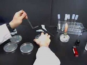塗抹法計算菌數-2 (Spread plates for lactic acid bacteria enumbreation-2)