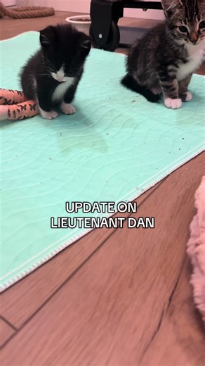 I know you all patiently awaiting an update on Lieutenant Dan. Here’s an update on how our appointment went yesterday with the neurologist. Lieutenant Dan will be in the splints until next week and will have weekly visits to check his progress, along with multiple PT sessions at home a few times a day. well, he will never have full function of his legs, we are trying to at least get them closer to the correct position so that he is not putting so much unnecessary strain on other parts of his bod