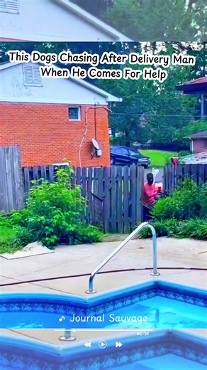The delivery man gets help from dogs chasing after him #satisfying #animals #dogs