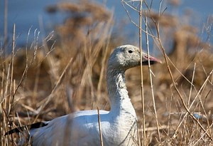 Flock Watching: Snow Geese at the Shore