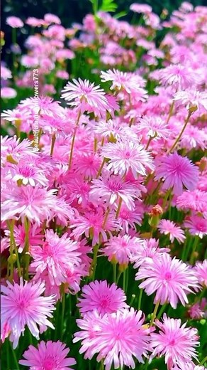 🌸 Vibrant Flowers | Beautiful Blooming Garden 4K"