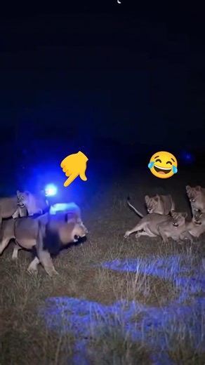 😂Warthog vs Lion Funny Moments 🐗🤣🦁 #funnyanimals #wildlifecomedy #animalfails #savannamoments #ai